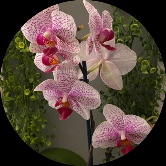ririloveorchids